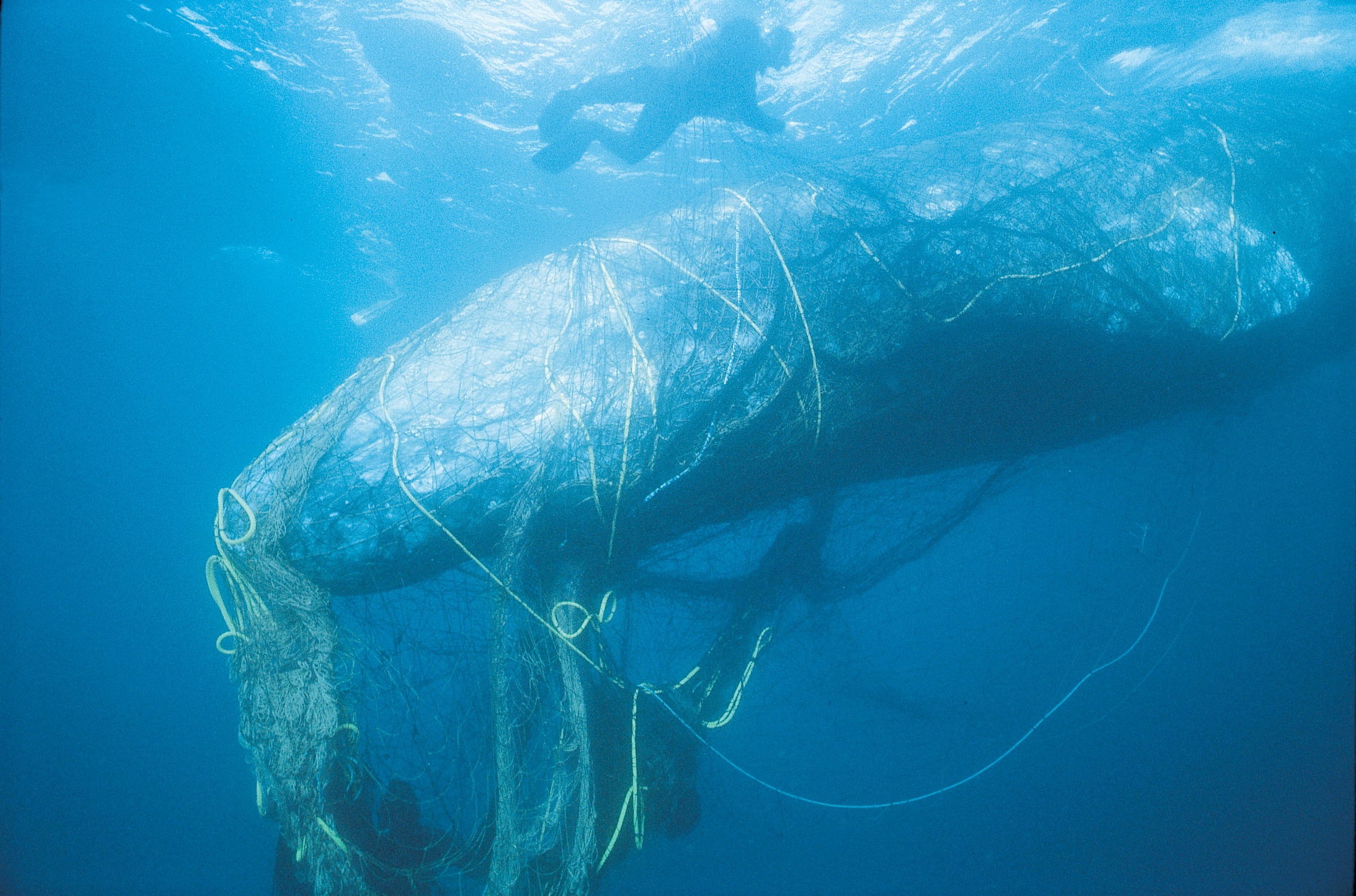 Gray whale entangled in netting (c) BobTalbot, via Monofilament Recovery & Recycling Program