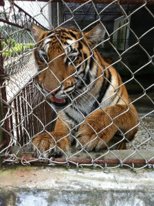 Captive tiger in China, filmed during EIA undercover visit (c) EIA