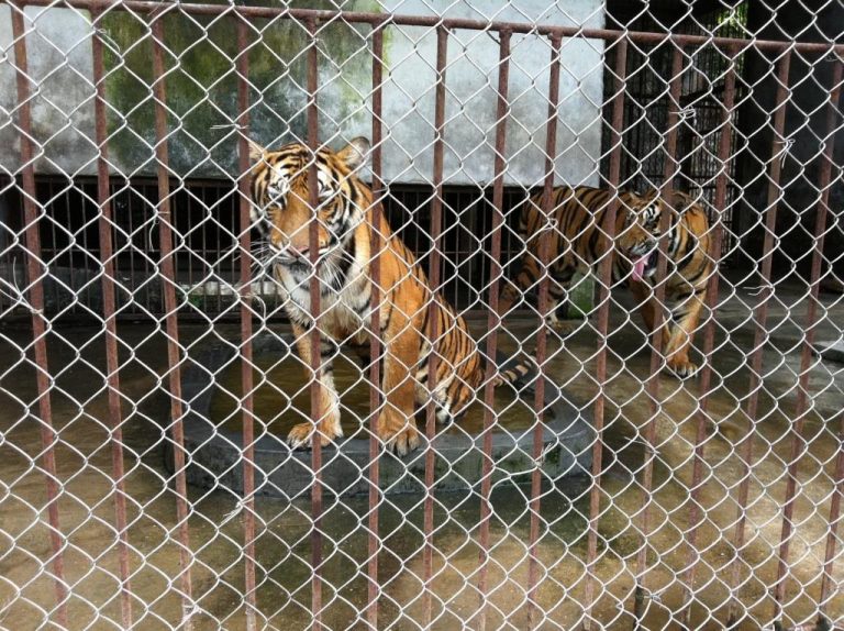  	 ‘Tiger bone’ products made in Thailand and sold to Vietnamese and Chinese tourists