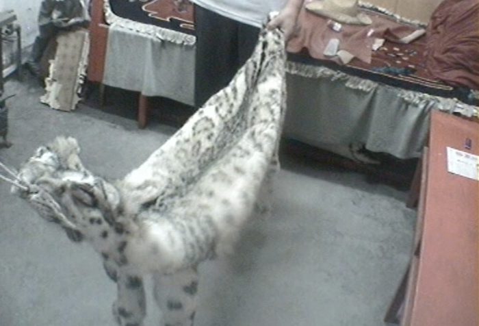 Snow leopard skin for sale prepared for taxidermy