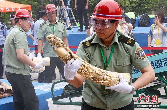 China destroys 662 kg of confiscated elephant ivory in Beijing, China (c) Chinanews dot com (3)