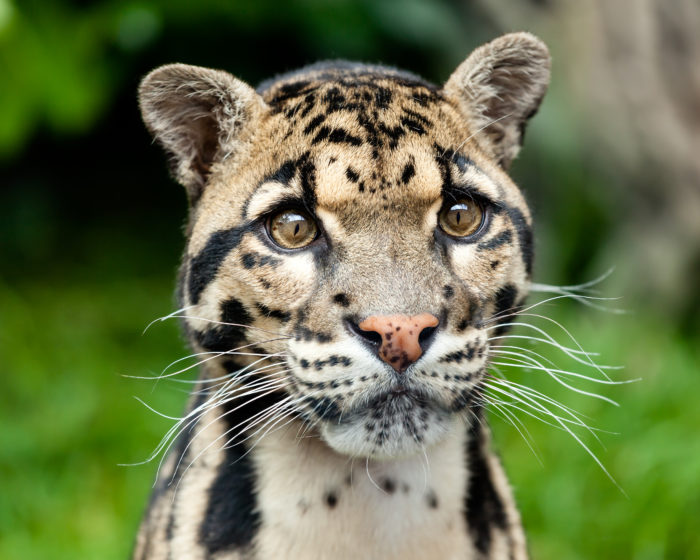 Clouded leopard