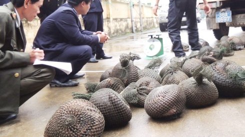 Customs officers in Vietnam with more than 100 live pangolins seized from smugglers in December 2012