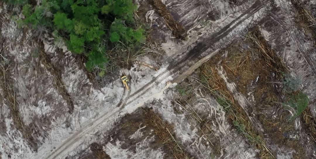 Deforestation from above