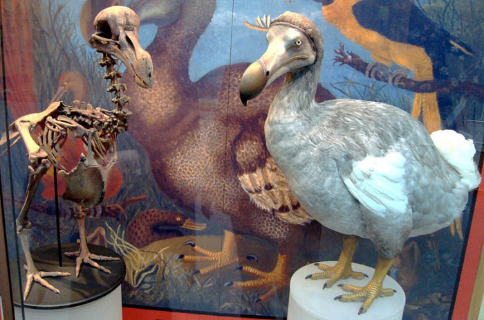 dodo-skeleton-cast-and-model-at-oxford-university-museum-of-natural-history-by-bazzadarambler