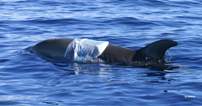 Dolphin caught in plastic