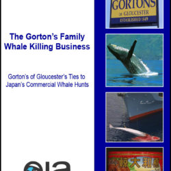 Front cover of our report entitled The Gorton's Family Whale Killing Business (2005)