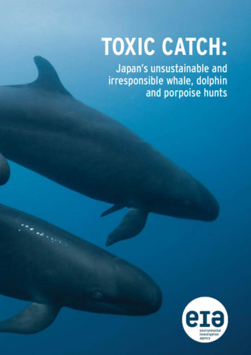 Front cover of our report entitled Toxic Catch: Japan's unsustainable and irresponsible whale, dolphin and porpoise hunts