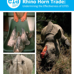 Front cover of our report entitled Rhino Horn Trade: Undermining the effectiveness of CITES