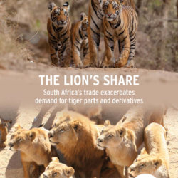 Front cover of our report entitled The Lion's Share: South Africa's trade exacerbates demand for tiger parts and derivatives