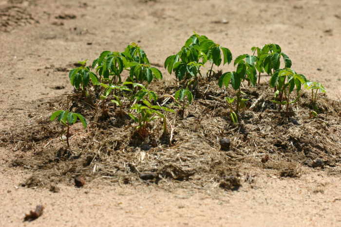 Marula seedlings germinating from elephant dung