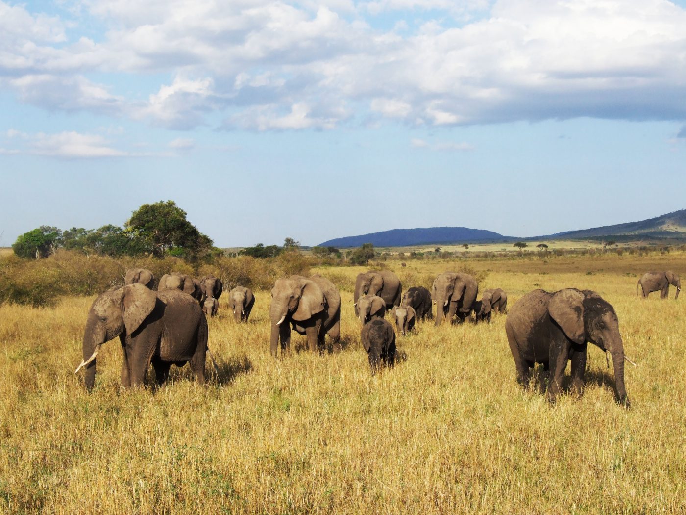 A lifelong impression: ‘The first time I ever set eyes on an elephant ...