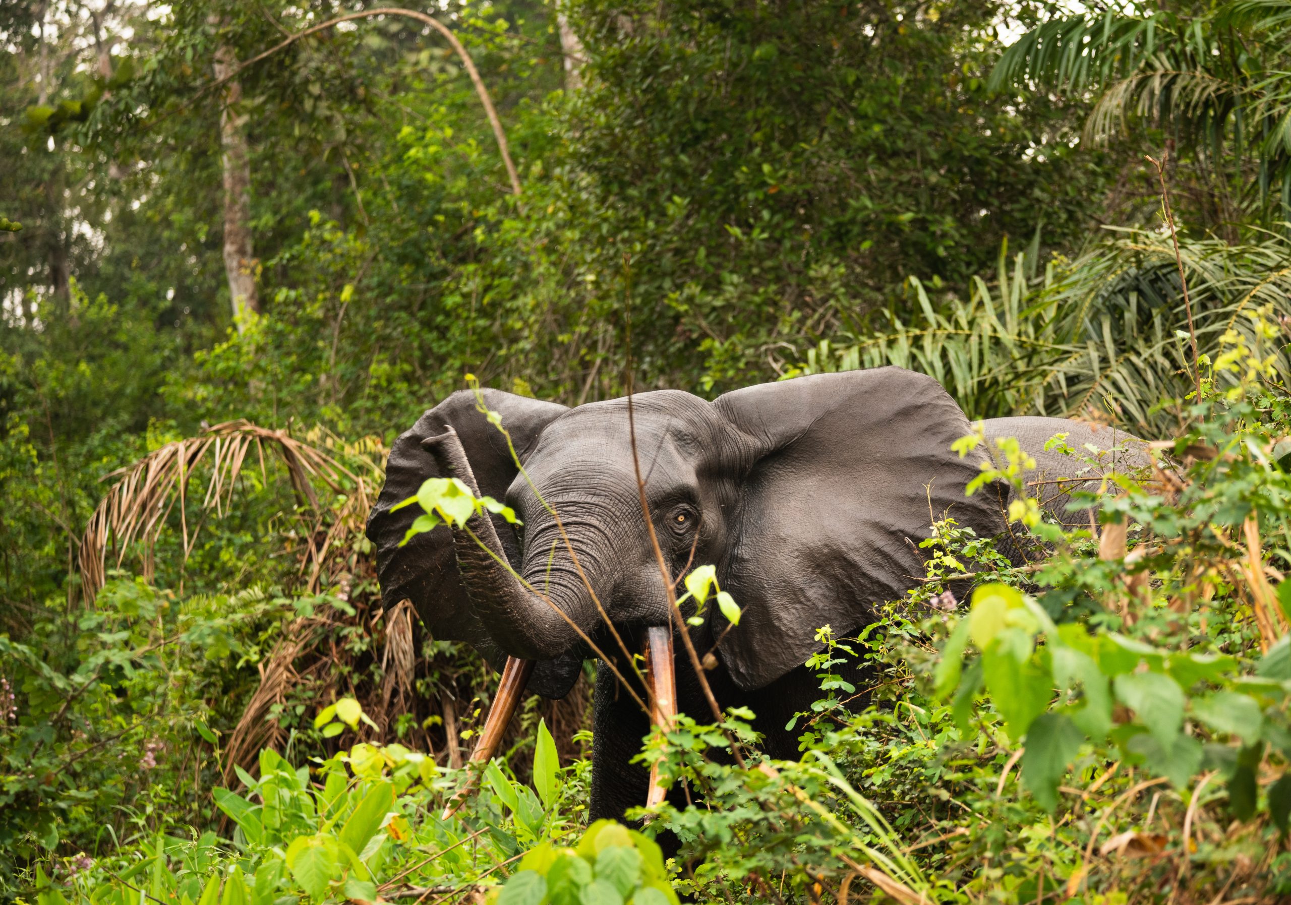 Elephant in forest 