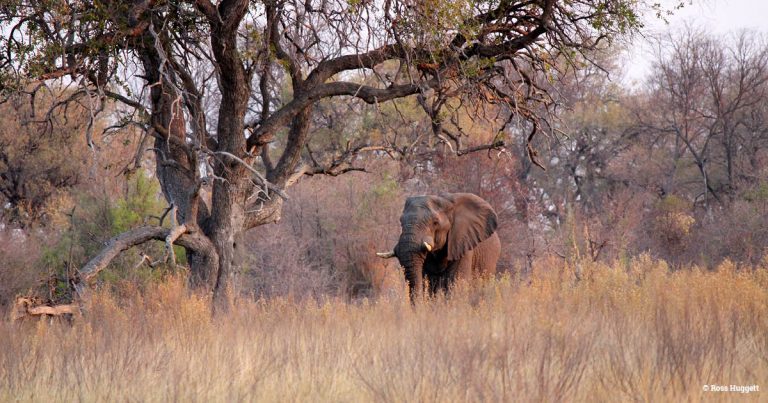 EIA podcast – Ban it and keep it banned … the high cost to elephants of legal ivory trade 