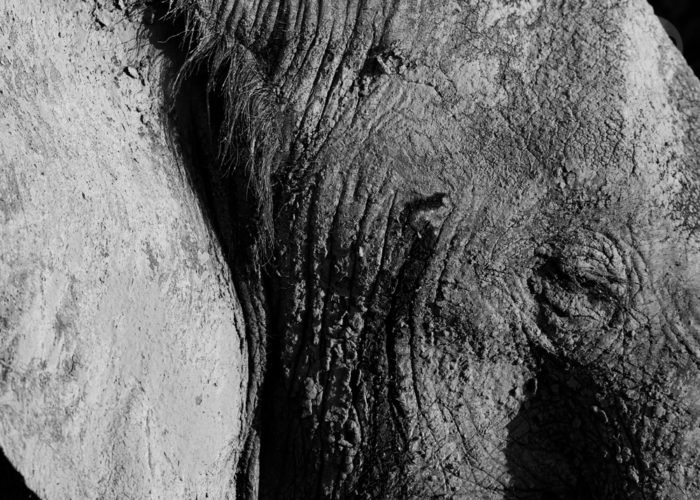 Elephants, Chobe, Botswana, March 2015 (5)