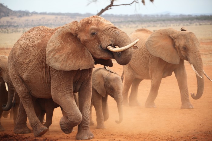 Elephants in Kenya (c) Mary Rice