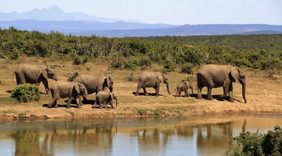 Elephants In South Africa Cc 1 920x511 