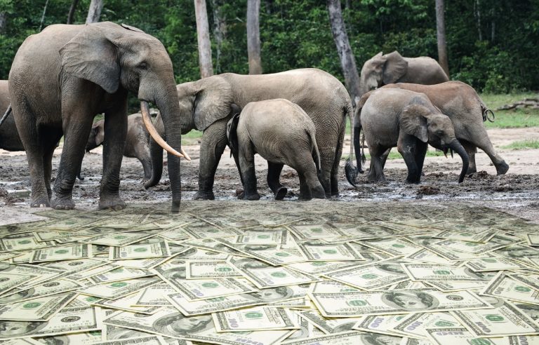 EIA podcast – Ban it and keep it banned … the high cost to elephants of legal ivory trade