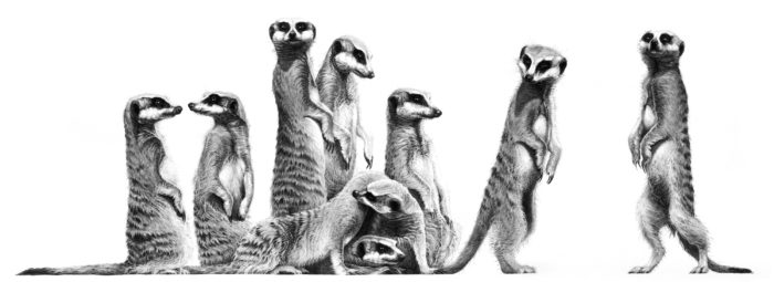 A pencil drawing of meercats by wildlife artist Gary Hodges