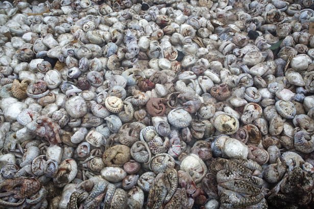 5 tons of frozen pangolin are pictured in a pit before being burnt after a huge pangolin seizure in Indonesia that was on route to Hong Kong or China via Vietnam, 29th April 2015. Photo: Paul Hilton for Wildlife Conservation Society