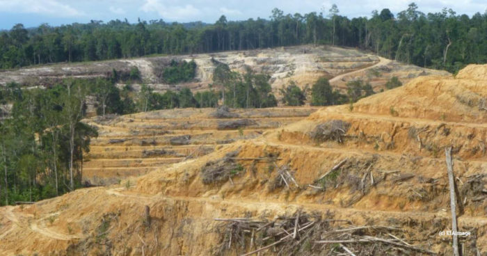 Forest land cleared for palm oil, Indo