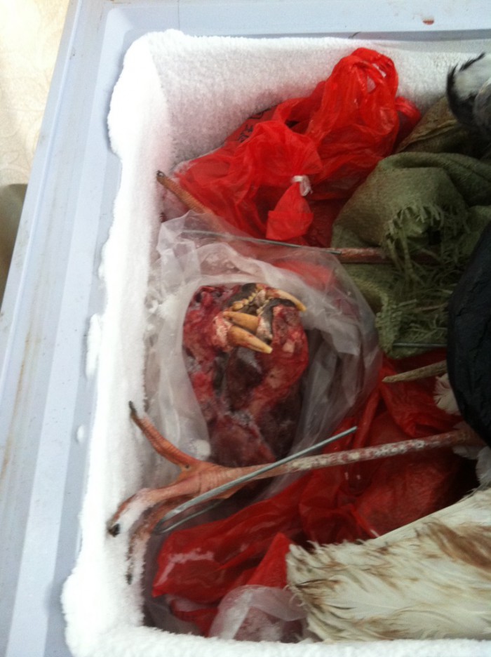 Frozen tiger head in a freezer at Xia Feng (c) EIA