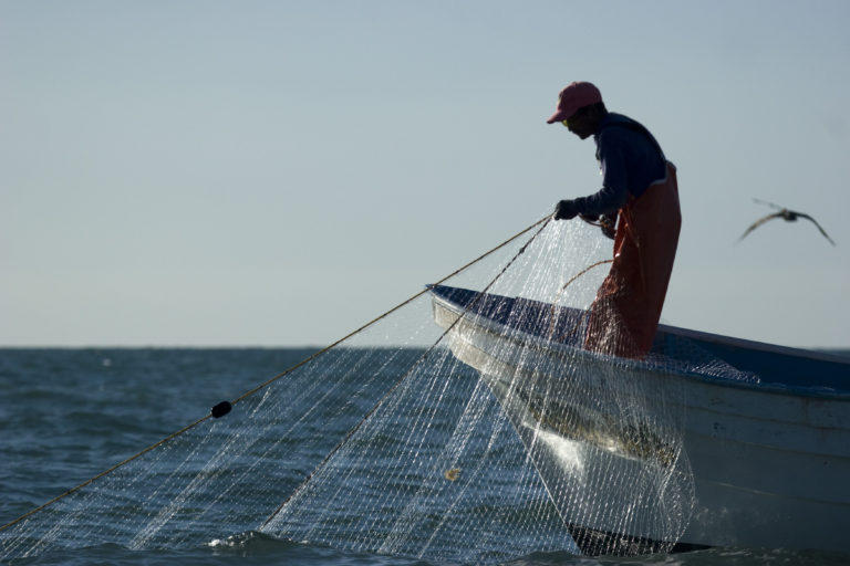 Staring down the barrel of extinction – just 10 vaquita porpoises left