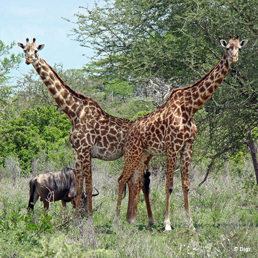 Two Giraffes in the Selous Game Reserve, Tanzania