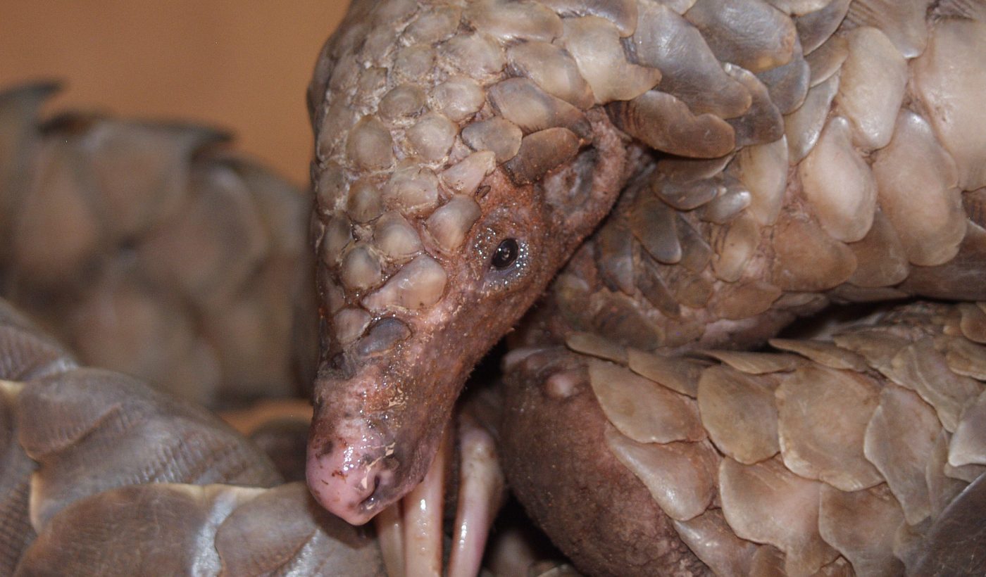 World Pangolin Day – time to take illegal trade in the world’s most