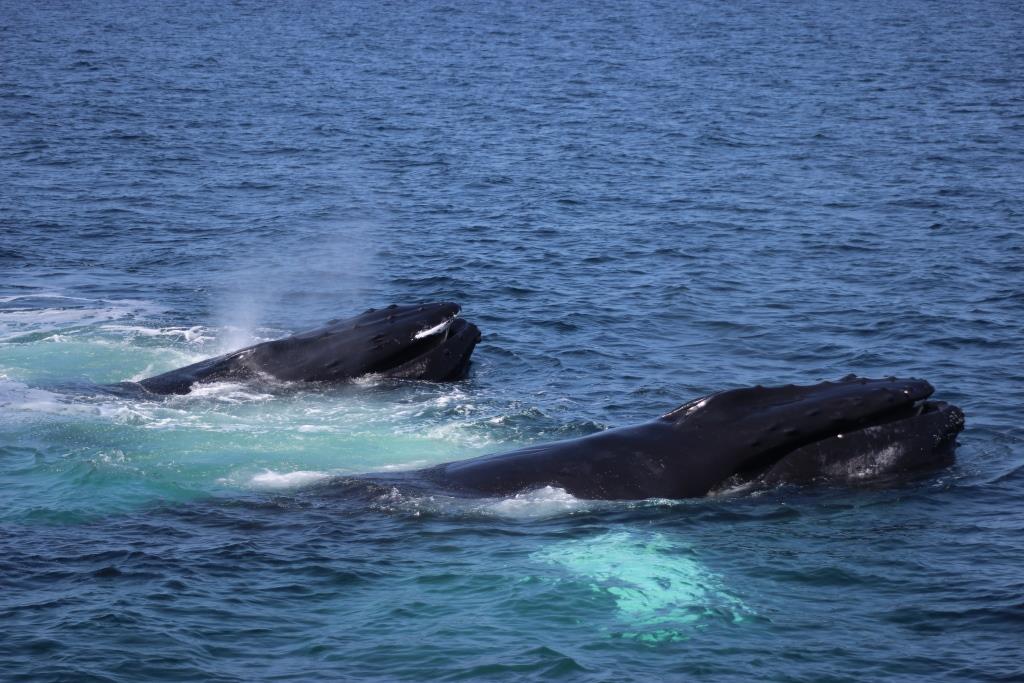 Humpback whales (c) Mike Day