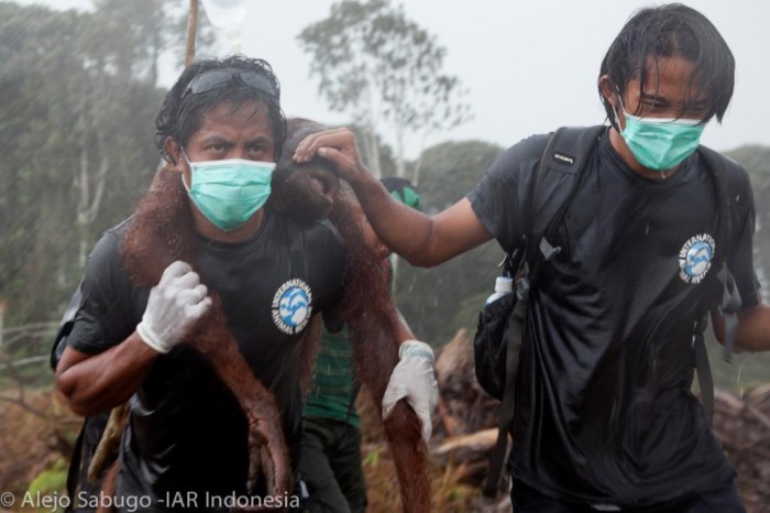 Workers from International Animal Rescue Indonesia evacuate an orangutan from Bumitama's plantation, bankrolled by HSBC (c) IAR Indonesia / Alejo Sabugo