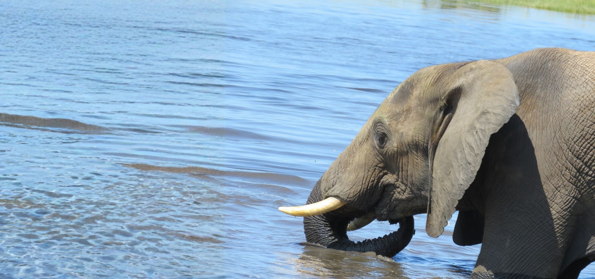 donate to our appeal