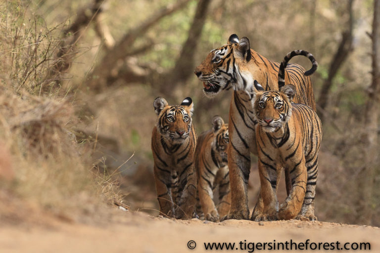 A fascination for documenting tigers in the forests of India - EIA