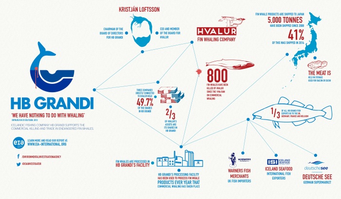 Iceland whaling infographic