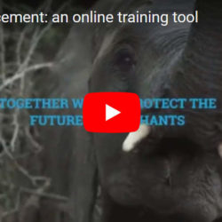 Thumbnail for film about the ivory enforcement online training tool