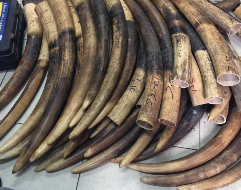 Nigeria greenlights law to tackle wildlife trafficking and protect species