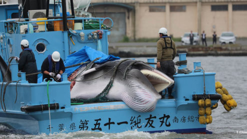 Dead minke whale being transported into shore on a Japanese boat