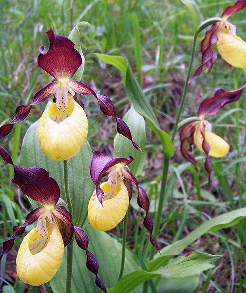 Lady's Slipper Orchids in Germany, by Mars 2002