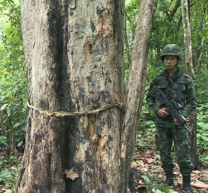 Guarding Thailand’s largest remaining rosewood tree (c) Roger Arnold