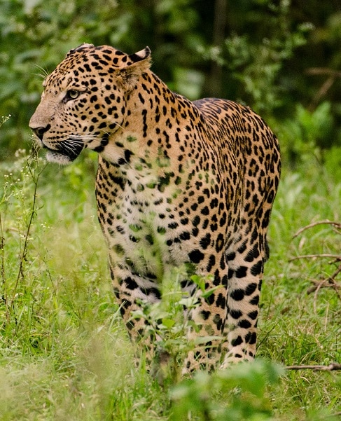 Leopard in India (c) Srikaanth Sekar