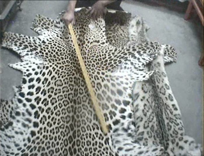 2 Leopard skins & Snow leopard skin