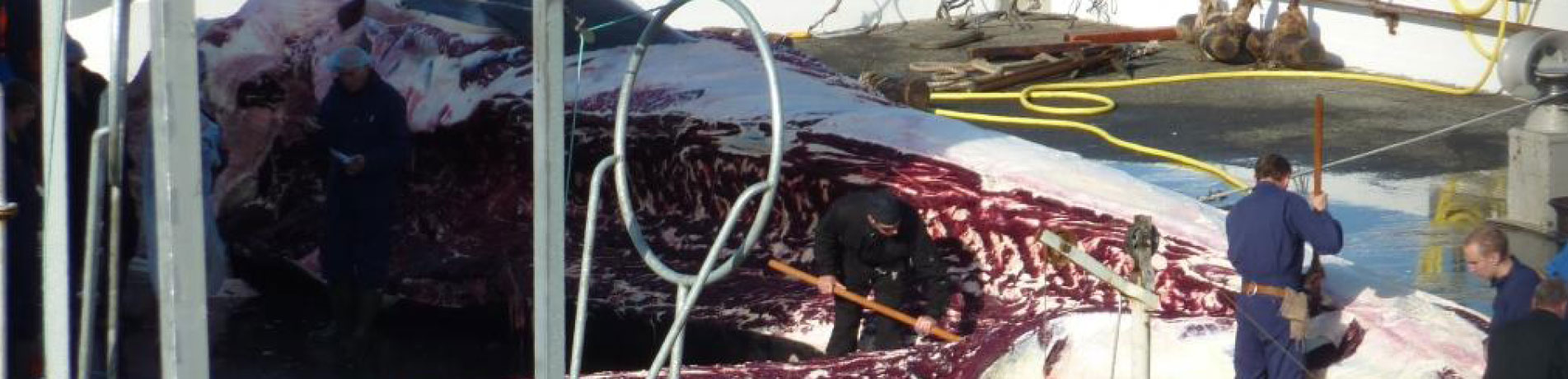 Workers butchering a fin whale at Miosandur whaling station, Hvalfjordur, Iceland (August 2014)