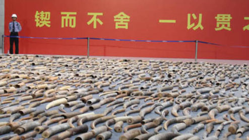 China Customs display ivory seized in the country