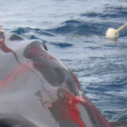 Minke whale caught by the Japanese whaling fleet