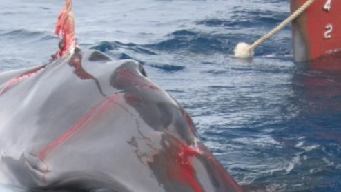 Minke whale caught by the Japanese whaling fleet