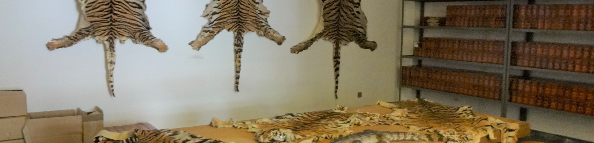 Tiger skins on display