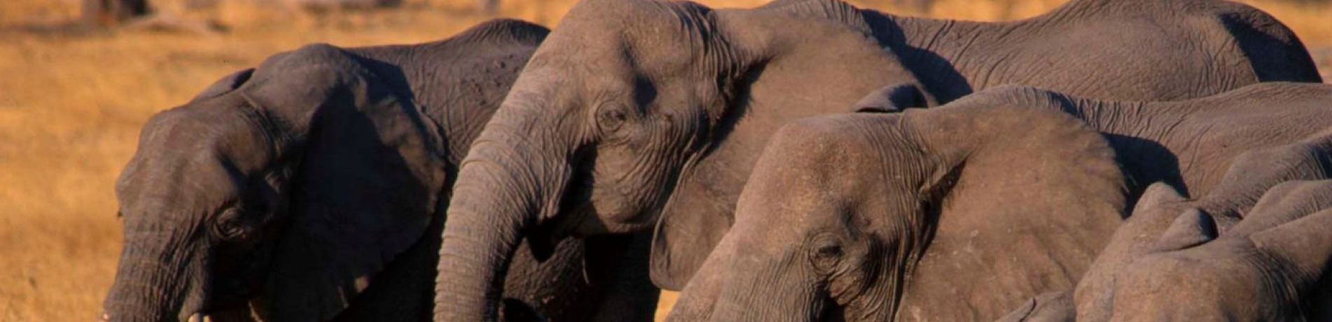 Herd of elephants in the wild in Botswana
