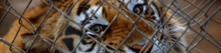 China and Laos wildlife traffickers exploiting coronavirus fears to peddle illegal wildlife