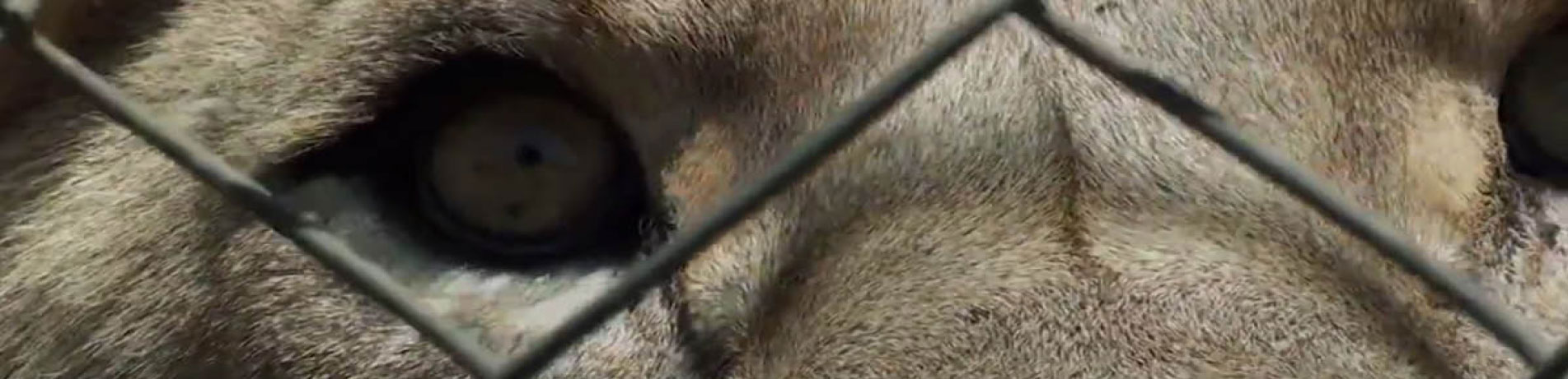 Close-up image of a captive lion behind a fence