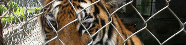 Decision to open tiger trade is quietly going ahead